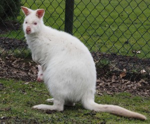 Beukenh. 2015 (37)-26